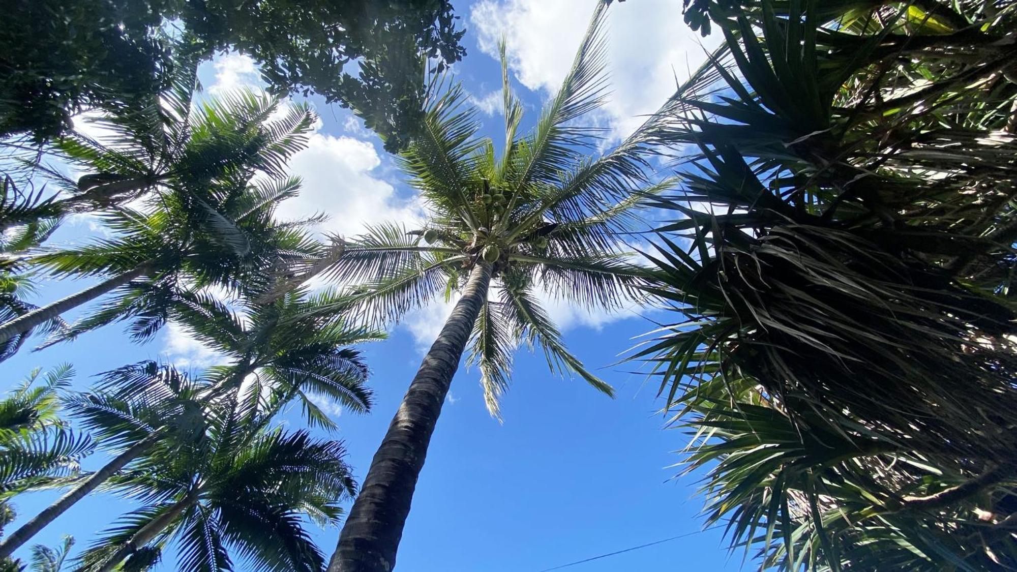 Coliver - Coliving A La Reunion Saint Pierre Εξωτερικό φωτογραφία
